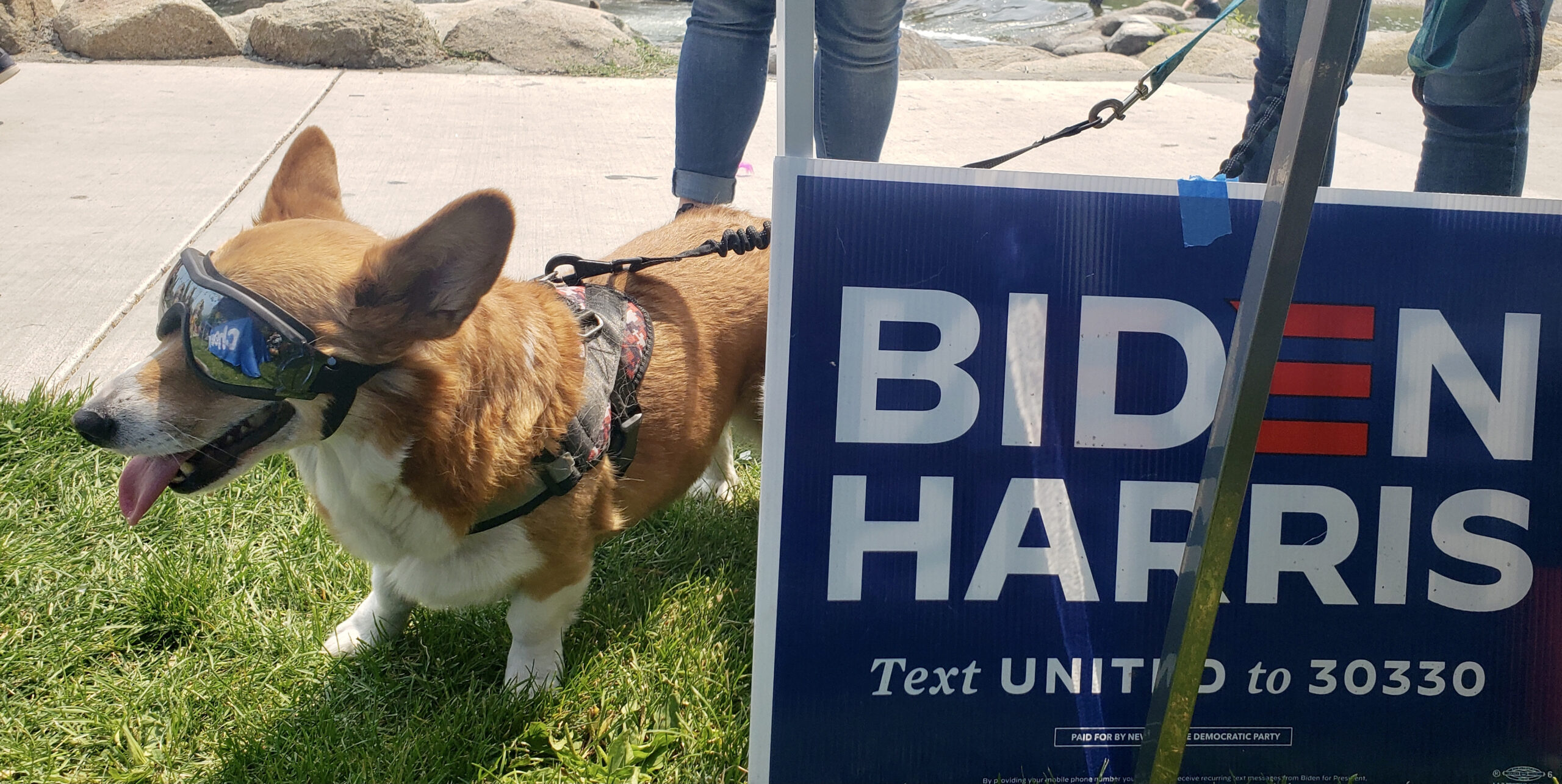 A cute dog with sunglasses stands next to a Biden & Harris campaign sign.